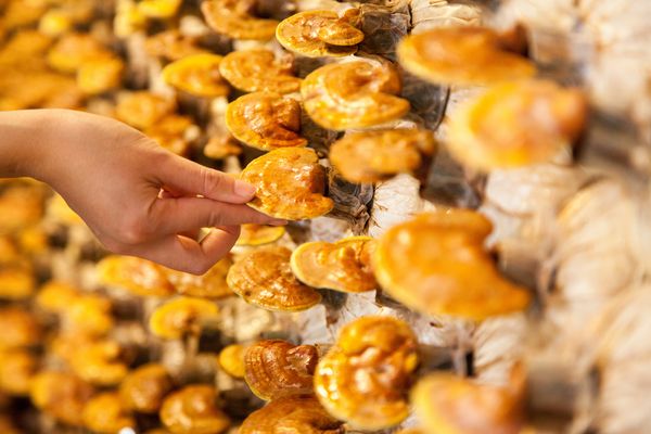 Reishi Pulver 250g | Bio | Vitalpilz für Reishi Tee