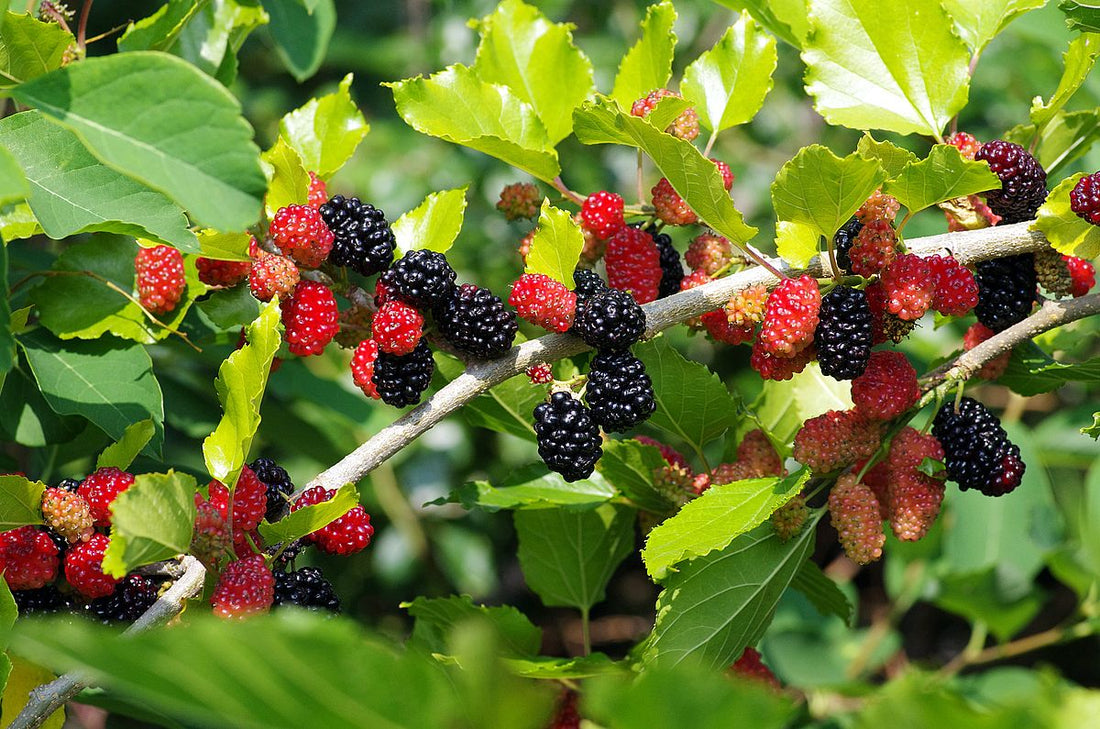 Maulbeeren an einem Zweig