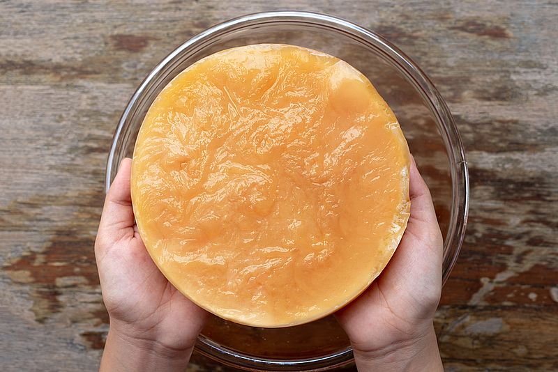 Ein großer Scoby od Kombucher Teepilz wir über einem Glas in zwei Händen gehalten 
