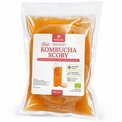 Kombucha Teepilz- Scoby inkl. Ansatzflüssigkeit