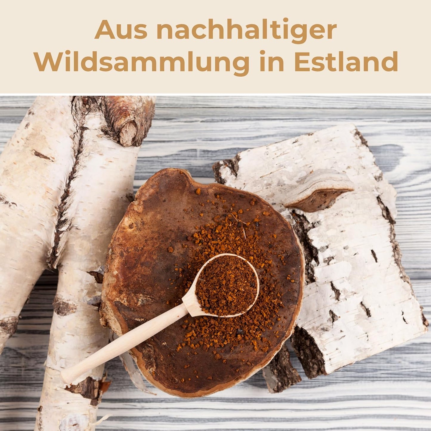 Chaga Pulver aus baltischer Vitalpilz-Wildsammlung