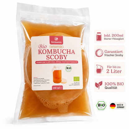 Kombucha Starter Set - selber machen mit Kombucha Teepilz (SCOBY) + Zubehör