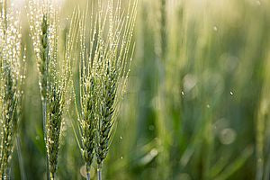 Bio Gerstengras Pulver in Rohkostqualität