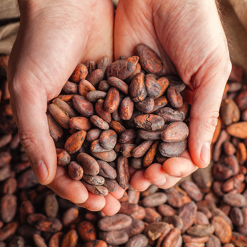 Rohe Kakaobohnen kaufen: Dein Bio Rohkost Genuss (500 g)