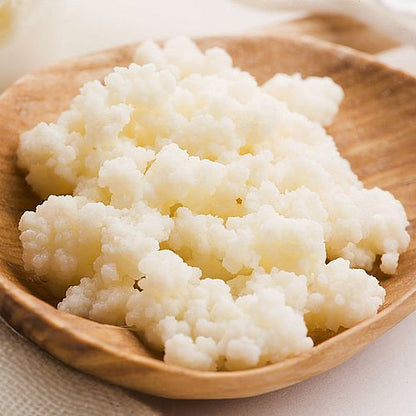 Bio Kefir-Knollen - Milchkefirknollen für leckeres Milchkefir-Getränk