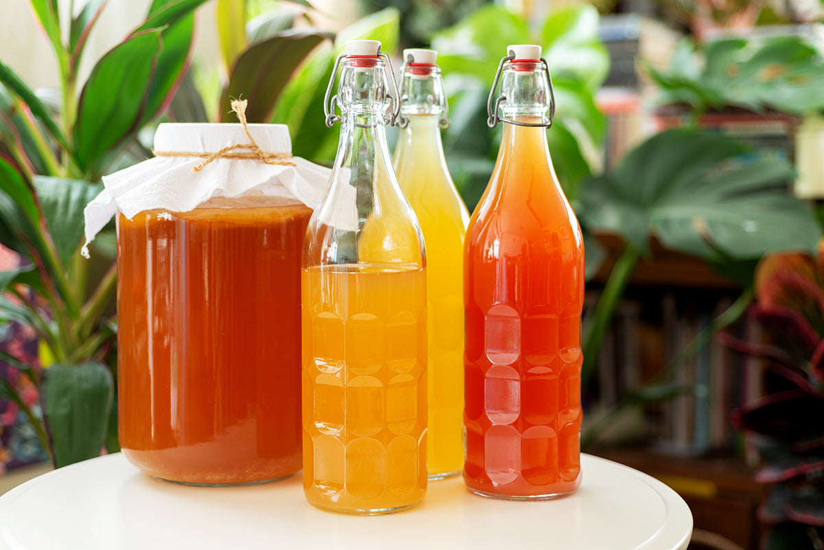 Kombucha Starter Set - selber machen mit Kombucha Teepilz (SCOBY) + Zubehör