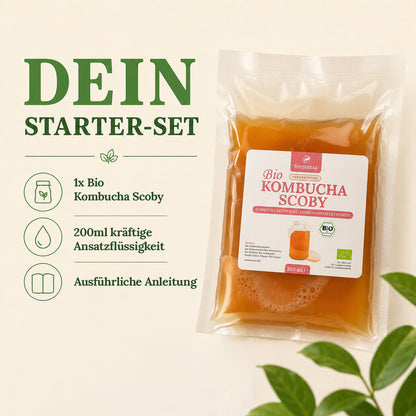 Kombucha Teepilz- Scoby inkl. Ansatzflüssigkeit