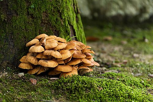 Bio Maitake Pulver 250g