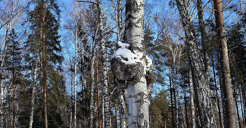 Chaga Pilz Tee 250g Vitalpilz aus Finnland