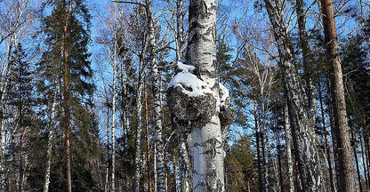Chaga Pilz Tee 250g Vitalpilz aus Finnland