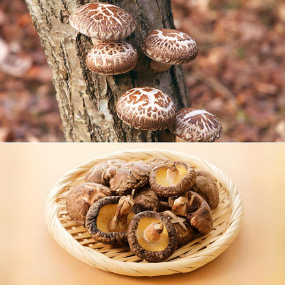 Bio Shiitake Pulver 250g – Premiumqualität für dein Wohlbefinden und deinen Genuss