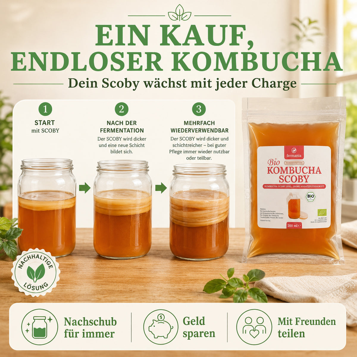 Kombucha Starter Set - selber machen mit Kombucha Teepilz (SCOBY) + Zubehör