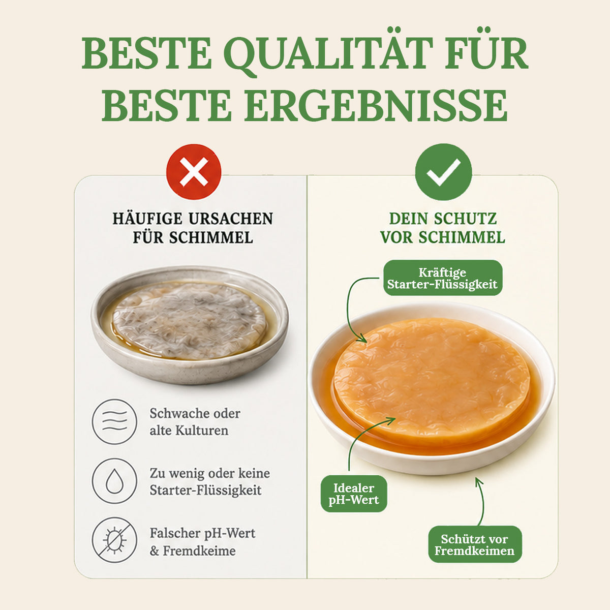 Kombucha Starter Set - selber machen mit Kombucha Teepilz (SCOBY) + Zubehör