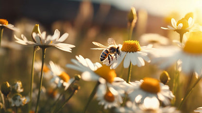 Blütenpollen 500g | echt Bio