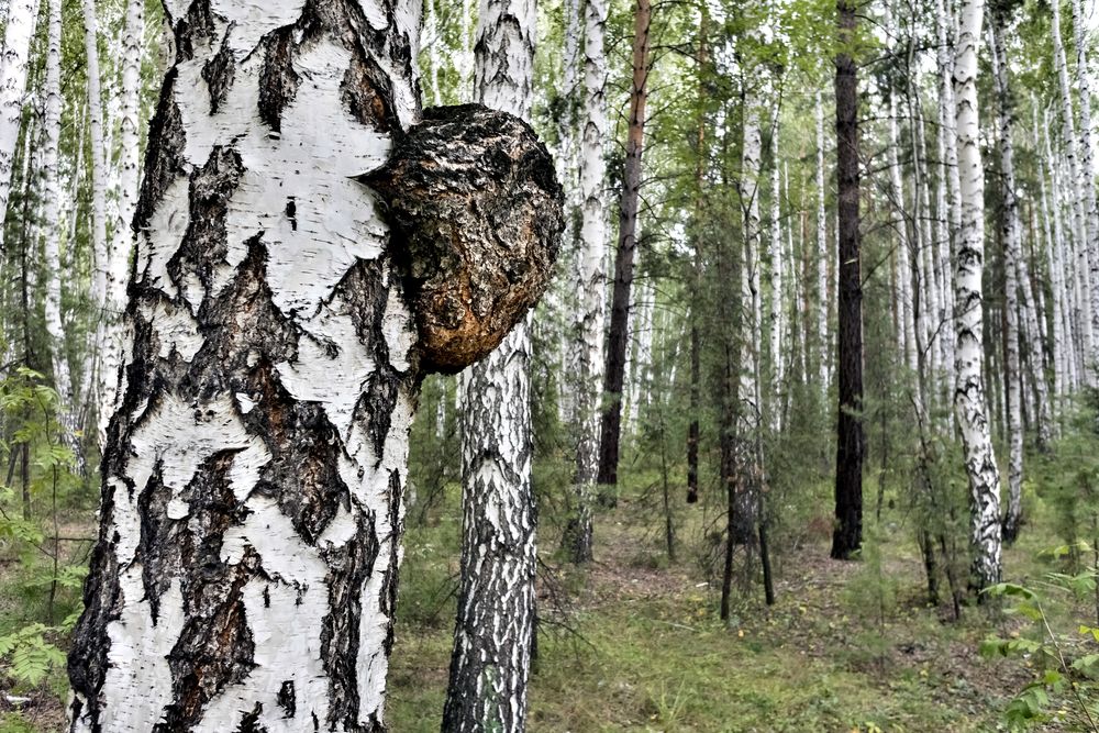 Chaga Pulver aus baltischer Vitalpilz-Wildsammlung