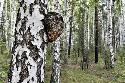 Chaga Pulver aus baltischer Vitalpilz-Wildsammlung