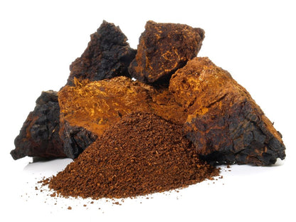 Chaga Pulver aus baltischer Vitalpilz-Wildsammlung