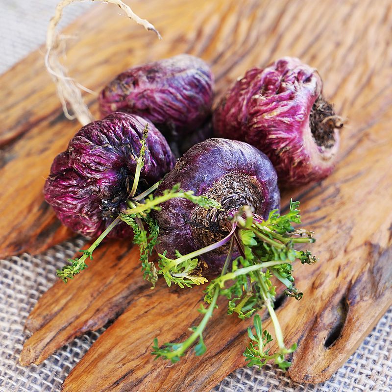 Rotes Maca Pulver aus Peru