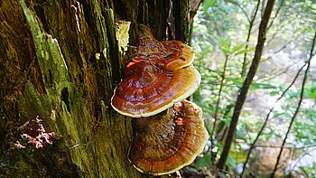 Reishi Pulver 250g | Bio | Vitalpilz für Reishi Tee